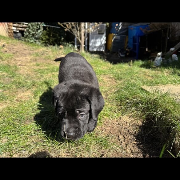 Cane Corso - Both