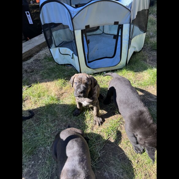 Cane Corso - Both