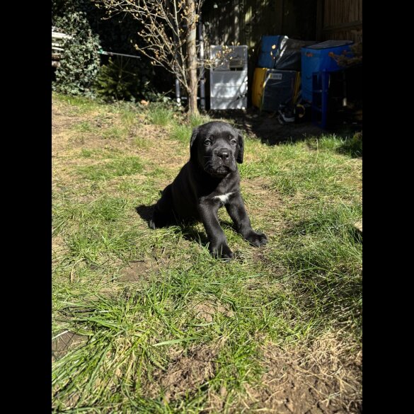 Cane Corso - Both