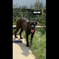 Cane Corso - Both