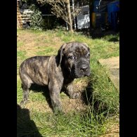 Cane Corso - Both