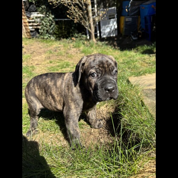 Cane Corso - Both