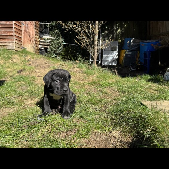 Cane Corso - Both