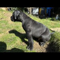 Cane Corso - Both