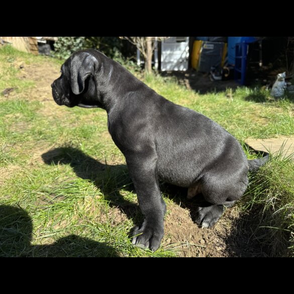 Cane Corso - Both