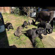 Cane Corso - Both