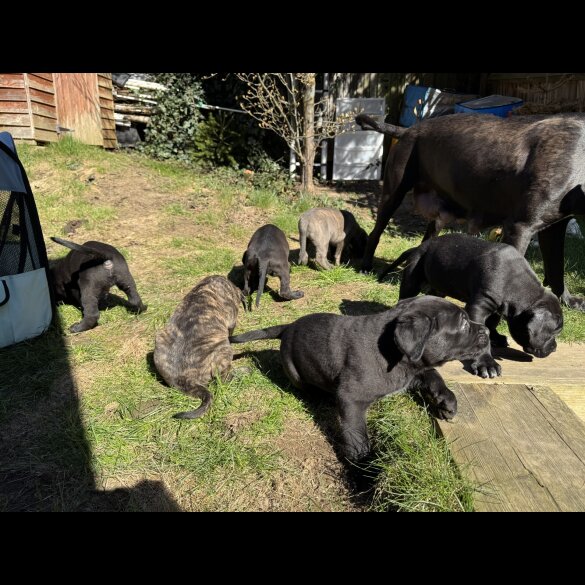 Cane Corso - Both