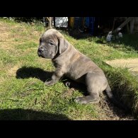 Cane Corso - Both