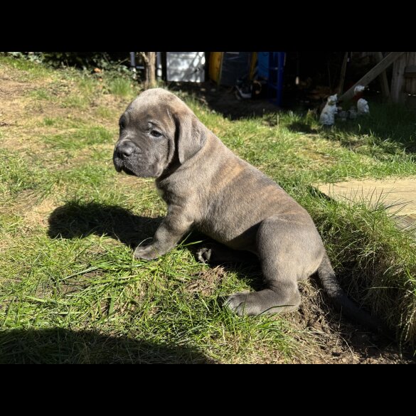 Cane Corso - Both