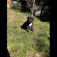 Cane Corso - Both