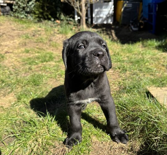 Cane Corso