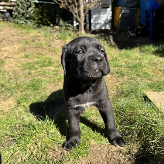 Cane Corso - Both