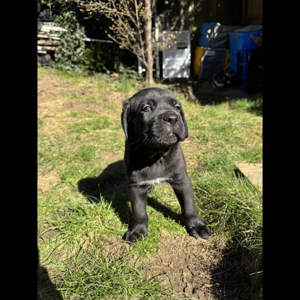 Cane Corso - Both