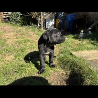 Cane Corso - Both