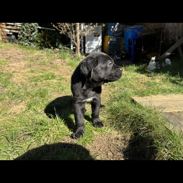 Cane Corso - Both