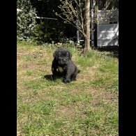 Cane Corso - Both