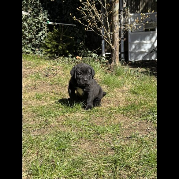 Cane Corso - Both