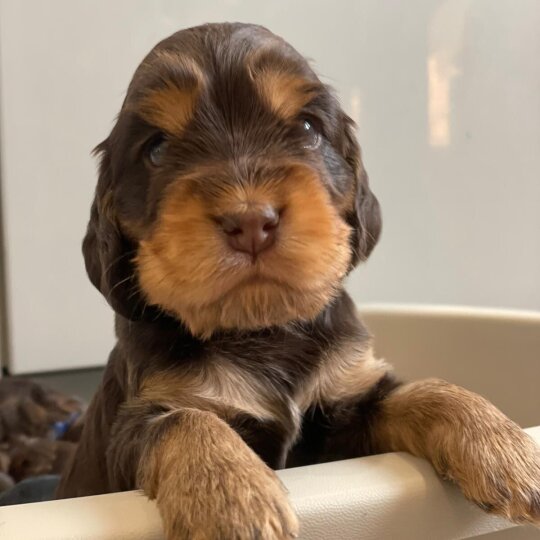 American Cocker Spaniel - Both