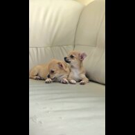 Chihuahua - Both