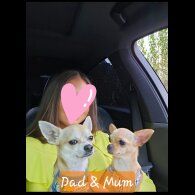 Chihuahua - Both