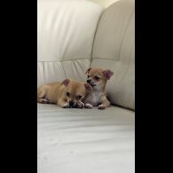 Chihuahua - Both