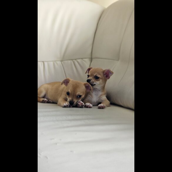 Chihuahua - Both