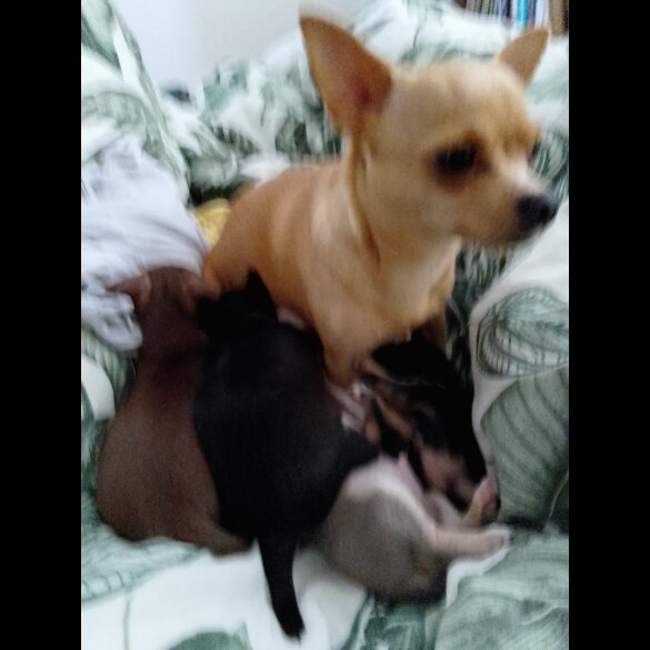 Chihuahua - Dogs