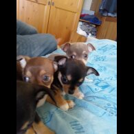 Chihuahua - Dogs