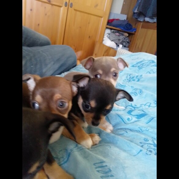 Chihuahua - Dogs