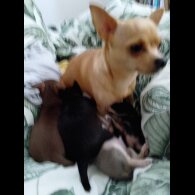 Chihuahua - Dogs