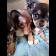 Chihuahua - Dogs