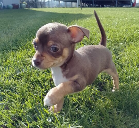 Chihuahua