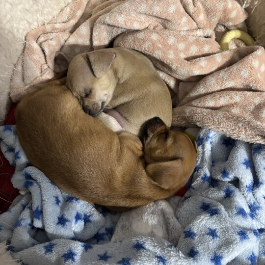 Chihuahua - Dogs