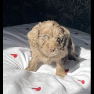 Cockapoo - Both