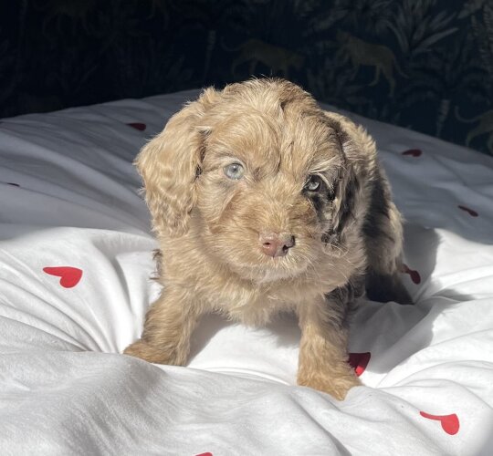 Cockapoo