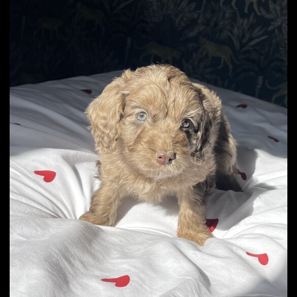 Cockapoo - Both