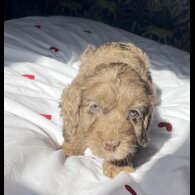 Cockapoo - Both