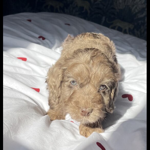 Cockapoo - Both