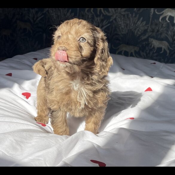 Cockapoo - Both