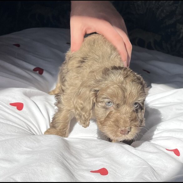 Cockapoo - Both