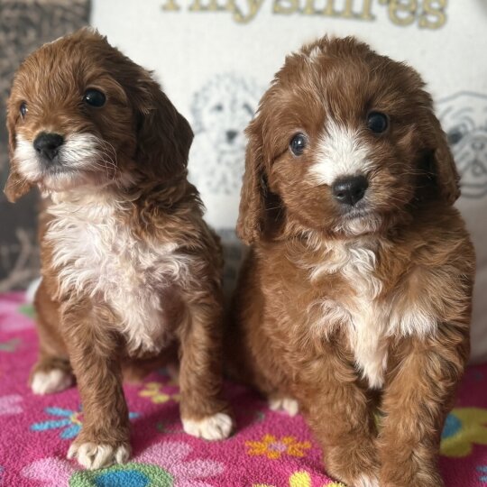 Cockapoo - Both