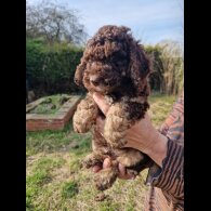 Cockapoo - Both