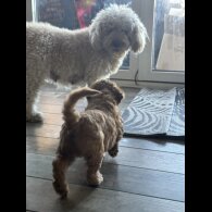 Cockapoo - Both