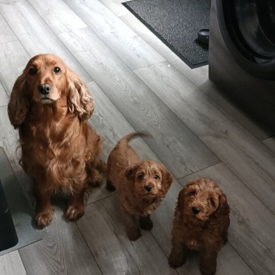 Cockapoo - Both