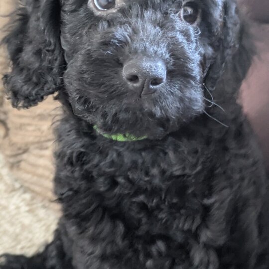 Cockapoo - Both