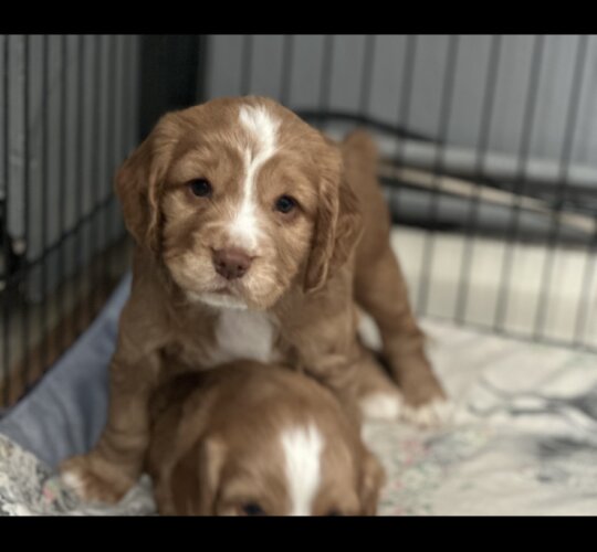 Cocker Spaniel (Working &amp; Show)