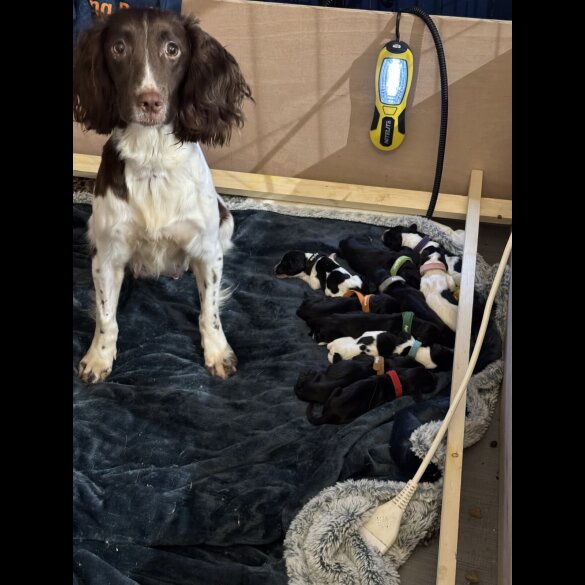 Cocker Spaniel (Working &amp; Show) - Both