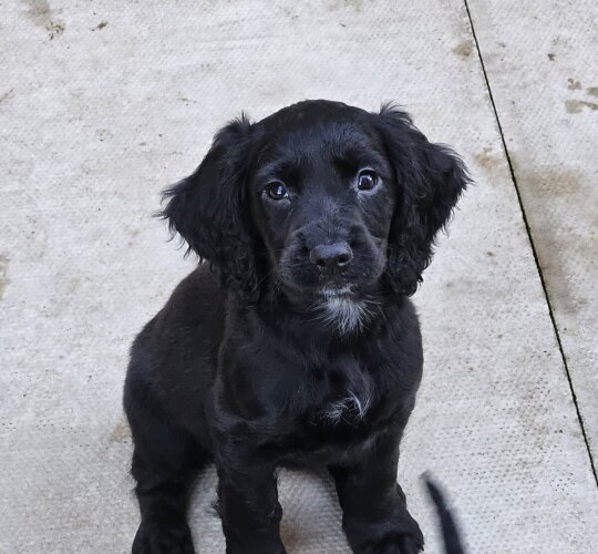 Cocker Spaniel (Working &amp; Show)