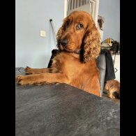 Cocker Spaniel (Working &amp; Show) - Both