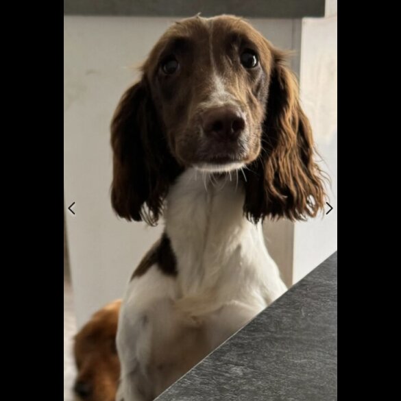 Cocker Spaniel (Working &amp; Show) - Both